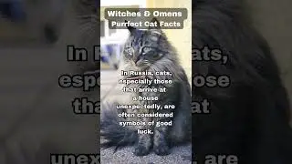 Russian Beliefs: The Charm of Unexpected Cats as Harbingers of Good Fortune #LuckyCatSuperstitions