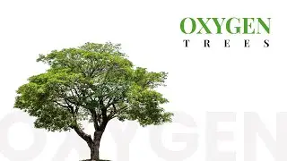 Know Your Trees &ndash; The Power of Nature | Benefits of Trees | Greensiri Infra