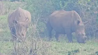 Exploring Hluhluwe iMfolozi Park, South Africa - Rhinoceroses