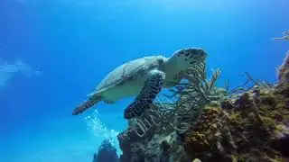 World Turtle Day 2020
