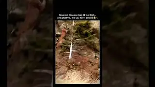Mountain Lion&rsquo;s 18 ft Ghost Leap