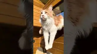 Mike occhi d&rsquo;oro 💛🐈😻|#mainecoon #shorts