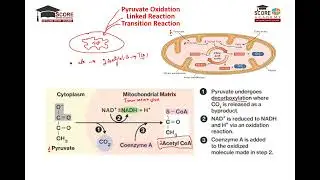 Pyruvate Oxidation / Transition Reaction / Linked Reaction