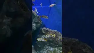 Step into a world beneath the waves where every ripple tells a story.