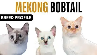 Mekong Bobtail Breed Profile History - Price - Traits - Mekong Bobtail Cat Grooming Needs - Lifespan