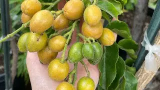 Wampee fruit tree