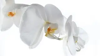 Close up photography