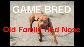 GAME BRED OLD FAMILY RED NOSE - PART 1