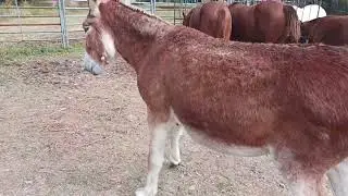 Onyx pre mule donkey training...