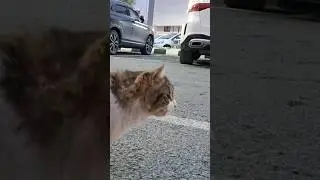 праздник будет #котики #смешно #цитаты #жизнь And we will celebrate  #cat #life #carshorts #животные