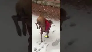 Tiny Pup vs. Snow ❄️🐶 #FunnyDog #WinterVibes #SnowPanic #Cute