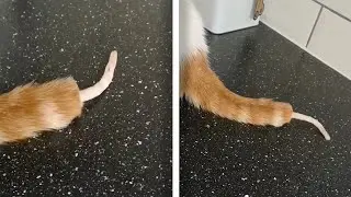 Cat's Shaved Tail Looks Like A Worm