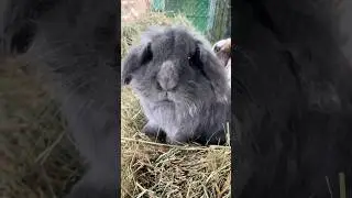 What is that? #animals #shorts