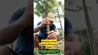 Bending a tree branch into an arch shape