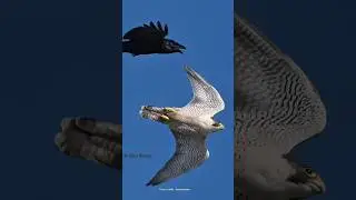 Peregrine Falcon 😱 #facts #science #shorts