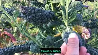April 2020 Allotment Tour: Episode 01