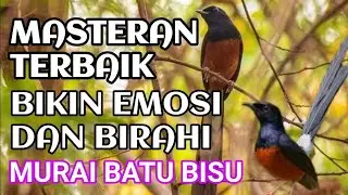 pancingan murai batu agar emosi bongkar materi