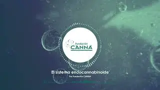 Sistema endocannabinoide v&iacute;a Fundaci&oacute;n Canna.