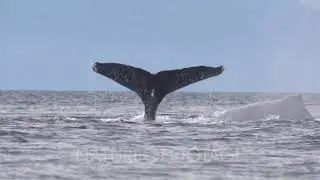 Humpback Whale Group Diving Showing Tail Flukes