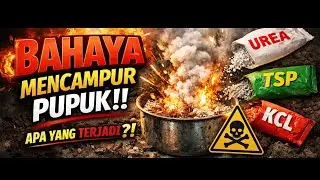 ‼️AWAS‼️ BAHAYA CAMPUR PUPUK‼️Tanaman Bisa Rusak + Pupuk Menguap‼️Bonus Info Basmi Hama Buah Alpukat