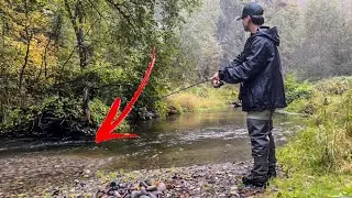 Creek fishing for WILD cutthroat Trout - BOBBER down action!!