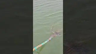 Amazing village flood water boat cast koch fishing |Boat fishing video(part_119)#shorts #viral #fish