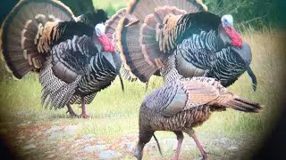 CA Wild Turkey Hunt on Private Land