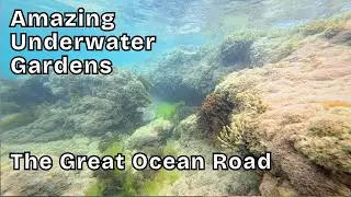 Amazing Underwater Snorkelling Tour - Ocean Gardens Victoria - The Great Ocean Road