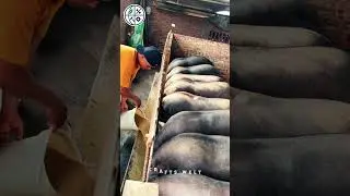 Feeding Pigs on a Large Scale 🐖🌾 | Modern Farming Life