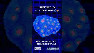 Serra OceanLife Corals: i nuovi coralli con colori spettacolari per acquario marino 🪸✨