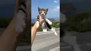 Tiny Kitten Meows: Let Me Explore, Please! 🐾😺 #CuriousKitten #KittenAdventure #meowing #kitten