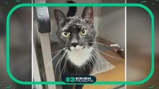 PSPCA wants 