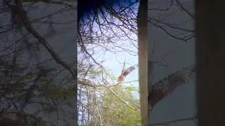 [ASMR] Powerful Wingbeat | Red-shouldered Hawk #Shorts