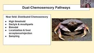peer review
