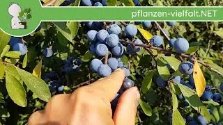 Schlehdorn - Früchte/Samen - 17.08.18 (Prunus spinosa) - Baum (Früchte) Bestimmung