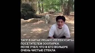 Тигр решил &laquo;перекусить&raquo; посетителем в зоопарке, но в вольере оказались очень чистые стёкла