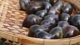 SURVIVAL SKILLS - wildlife cooking technology ideas Catch & Cook snail in the pot at field.