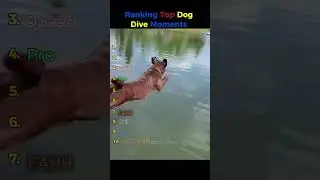Ranking Top Dog Dive Moments