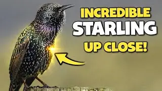 Beautiful Common Starling | UK Garden Birds