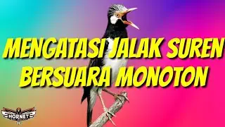 CARA MENGATASI JALAK SUREN BERSUARA MONOTON