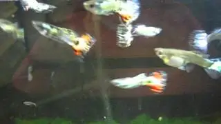 Latest (1-10-15) generation Nebula Steel Gups!