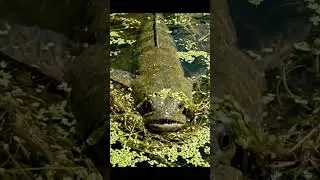 🤯 HUGE FISH Found in Tiny Countryside Stream! 🎣 UNBELIEVABLE! 😲