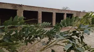 Khokhar Cattle House 
