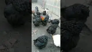 heavy Cochin chicken flock | black heavy Cochin | buff heavy Cochin| mottled Cochin| golden buff
