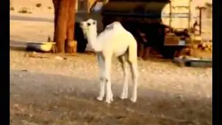 VID-20130921-WA0007.mp4