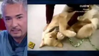 Cesar millan visita El Hormiguero 2011