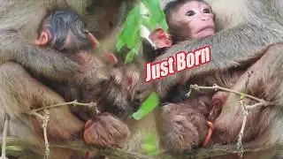 So adorable newborn baby monkey moments with good care of mommy