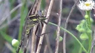 Plains Clubtail in the Roadfield