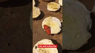 Butterfly and rubber scrap #trending #viral #nature