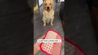 Instagolden Dogs Love working for their Food❤️
